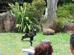 CairnsTC186 Cairns Tropical Zoo